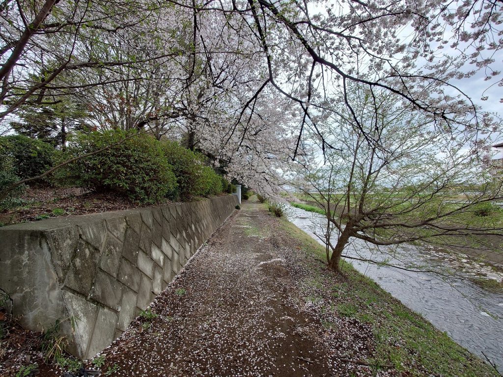 赤堀いこいの森公園_桜