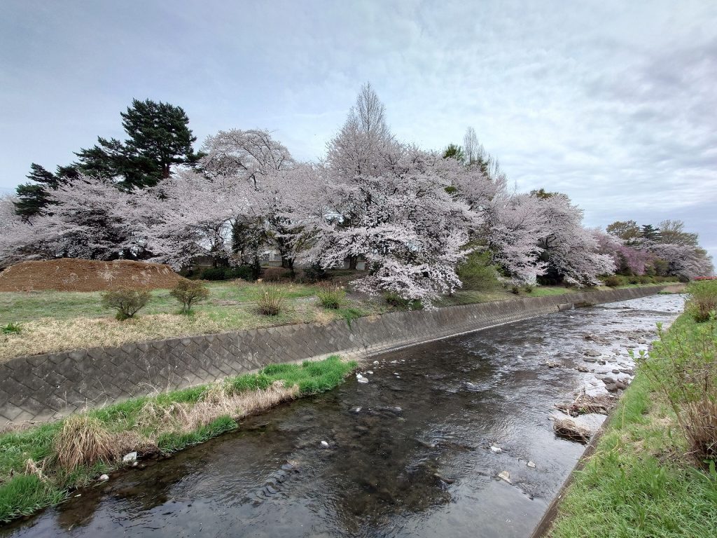 赤堀いこいの森公園_桜