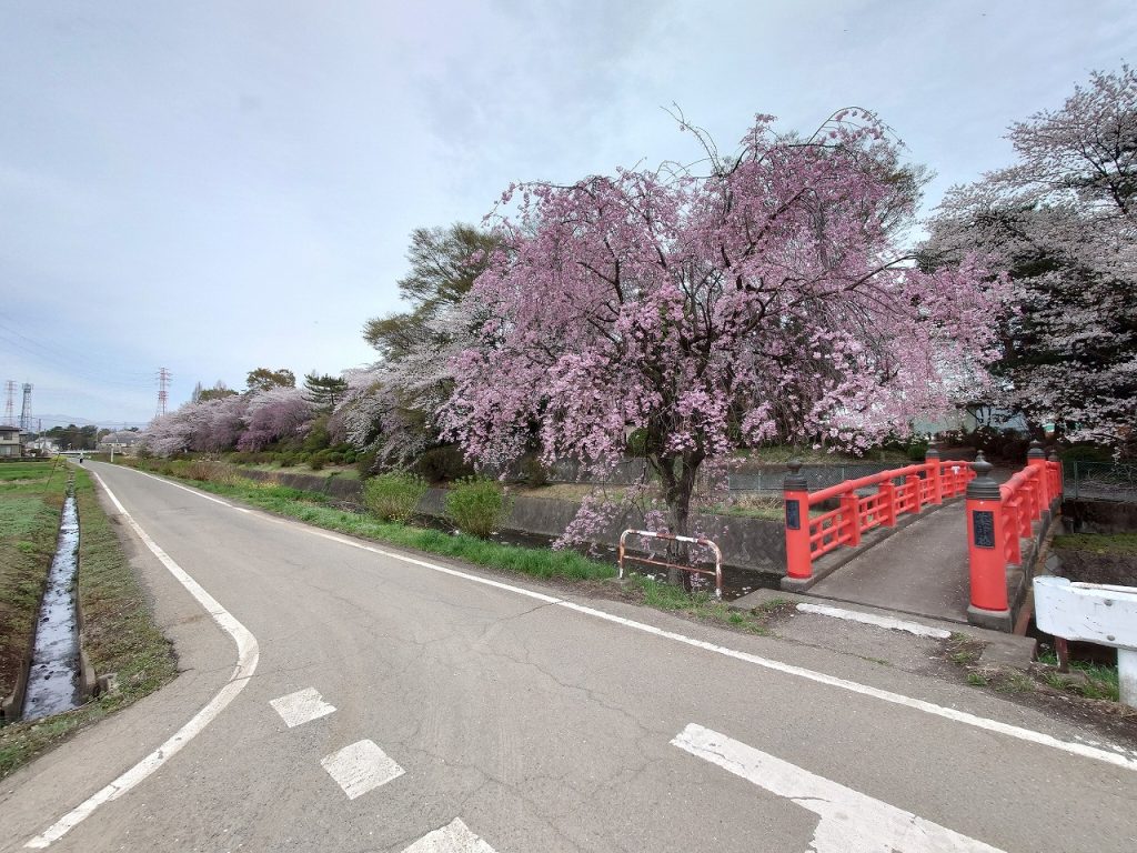 赤堀いこいの森公園_桜