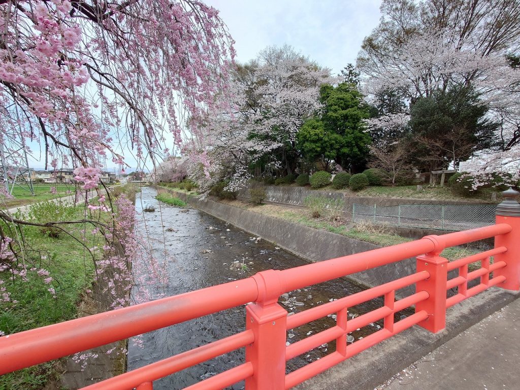 赤堀いこいの森公園_桜