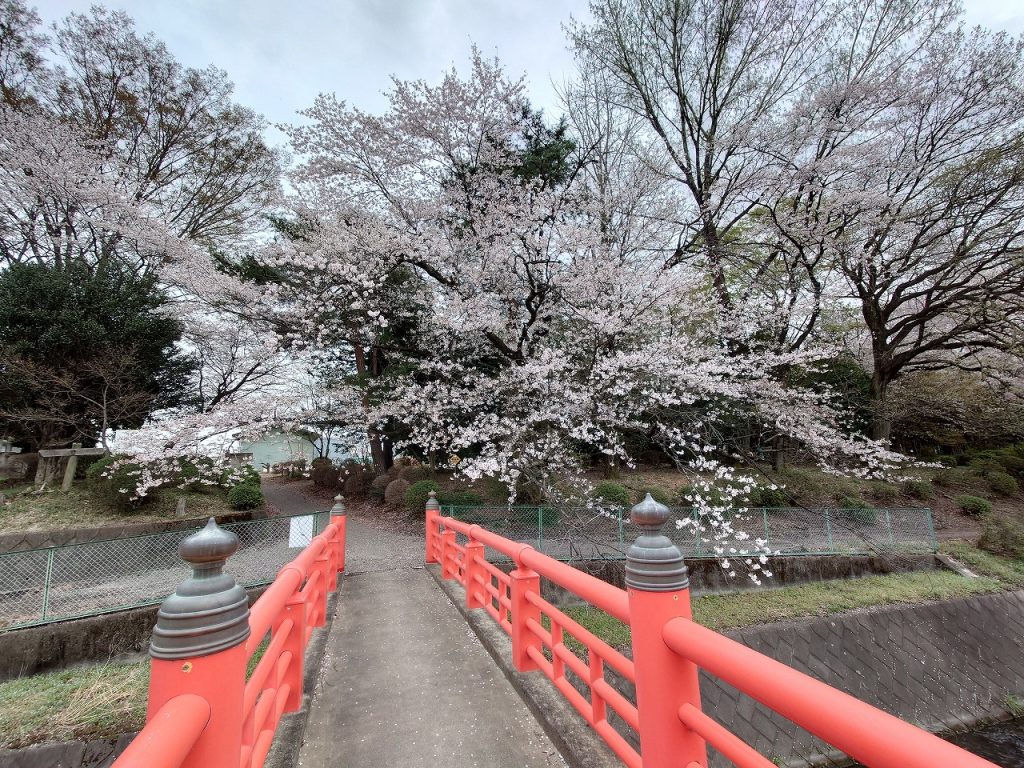 赤堀いこいの森公園_桜